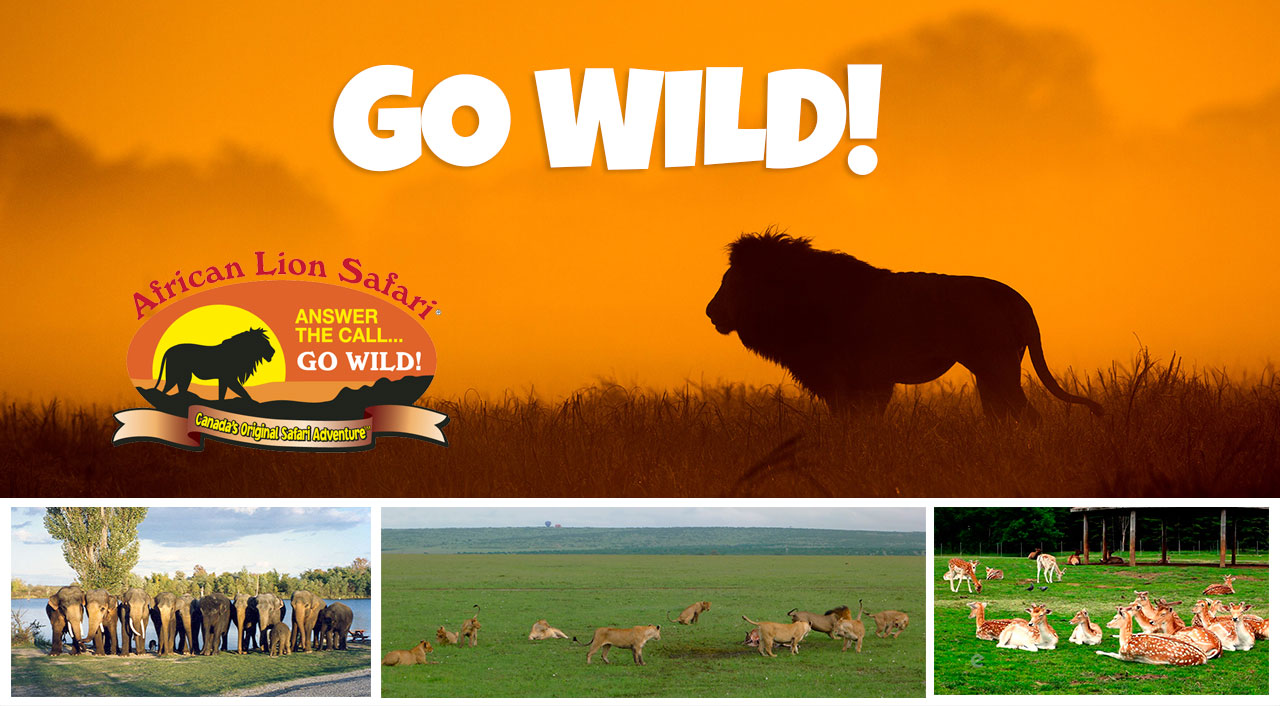African Lion Safari