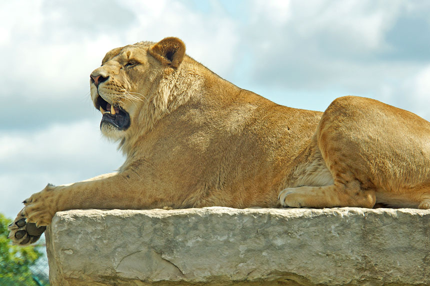 niagara falls to african lion safari